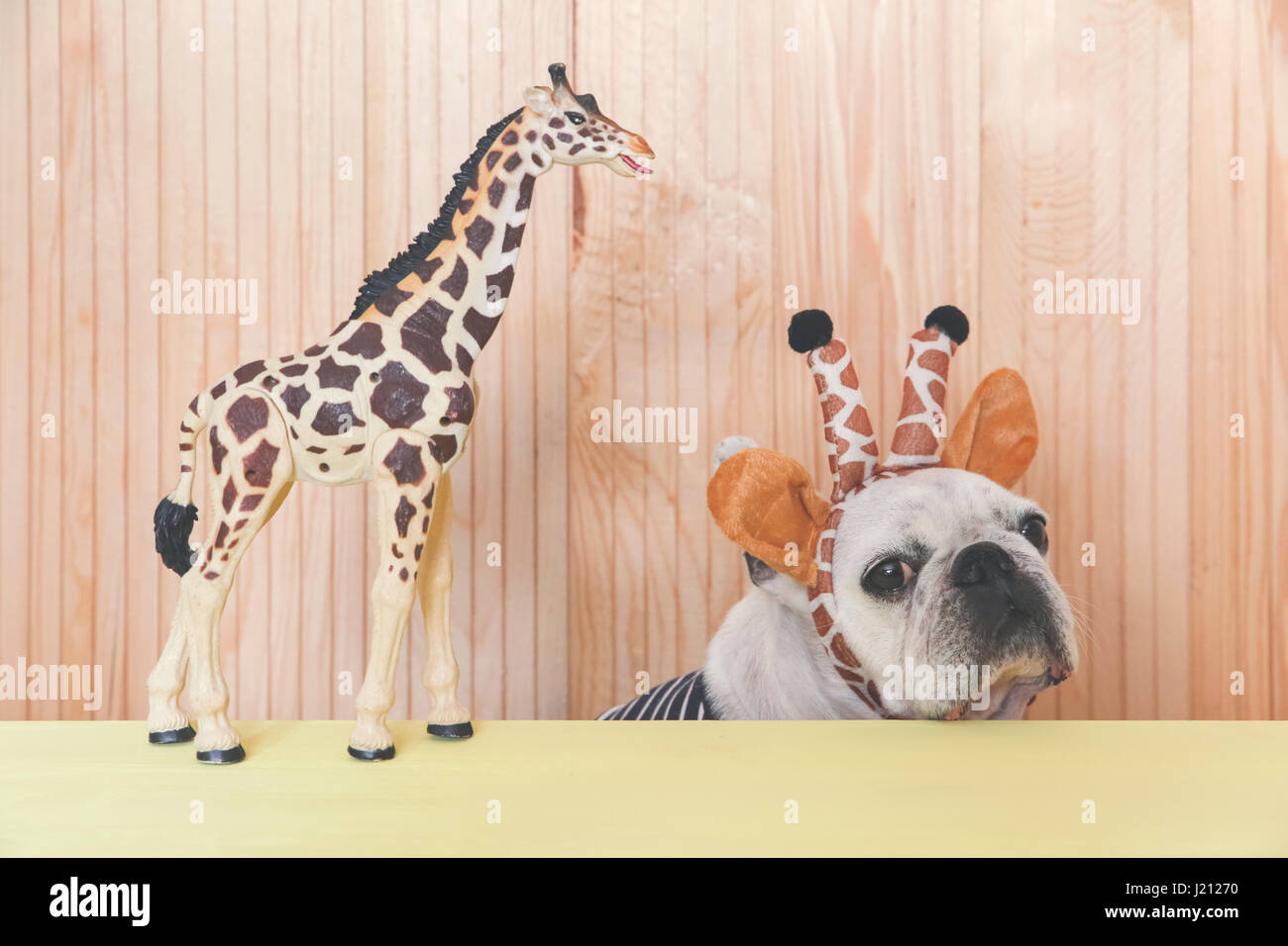 Bulldog francese che indossa la giraffa archetto con figurine giraffe Foto Stock