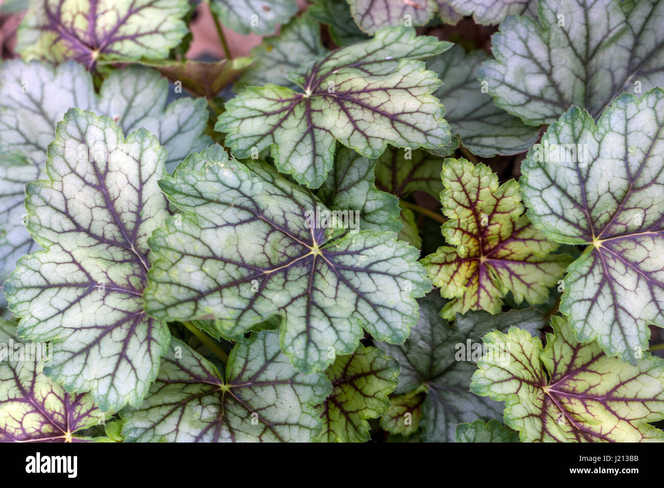 Foglie venate Heuchera Fresh New Foliage Foto Stock