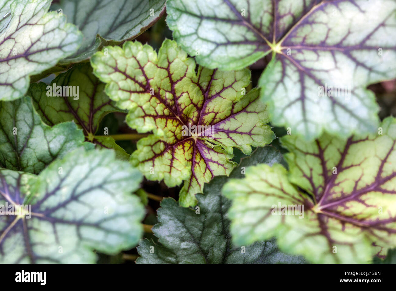 Foglie venate Heuchera Fresh New Foliage Foto Stock