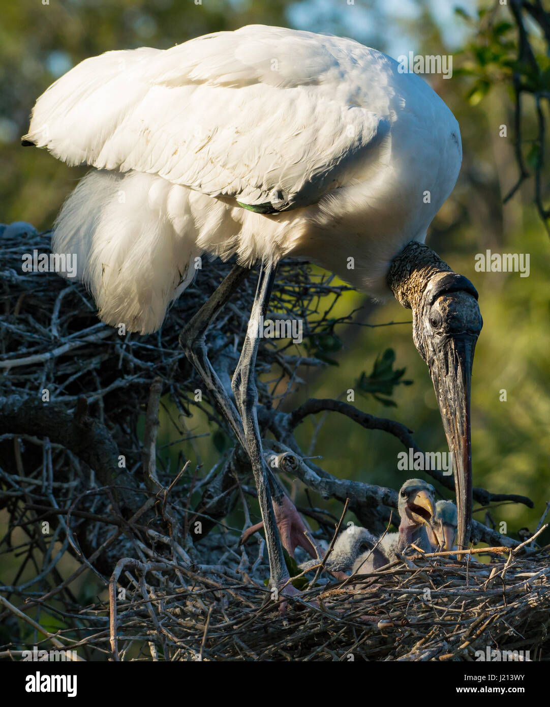 Legno di nidificazione di Cicogna e pulcini Foto Stock