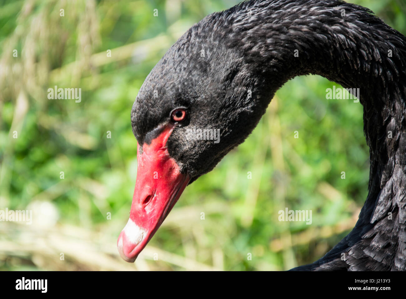 Bella Black Swan mangiare erba al mattino Foto Stock
