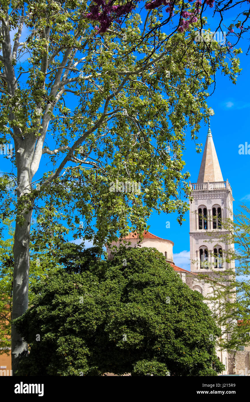 Zadar storica città vecchia Croazia Foto Stock