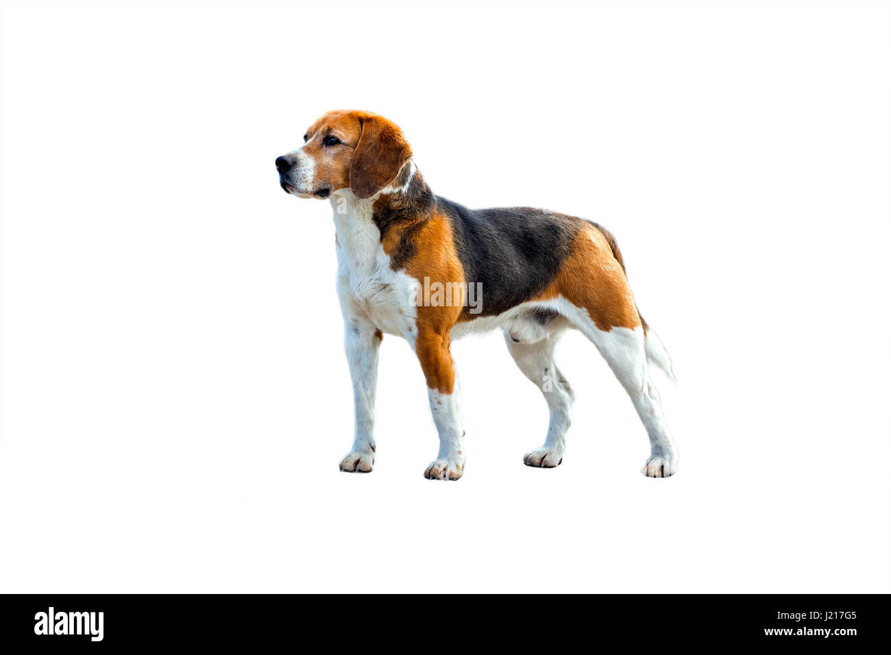 Cane beagle su un bianco Foto Stock