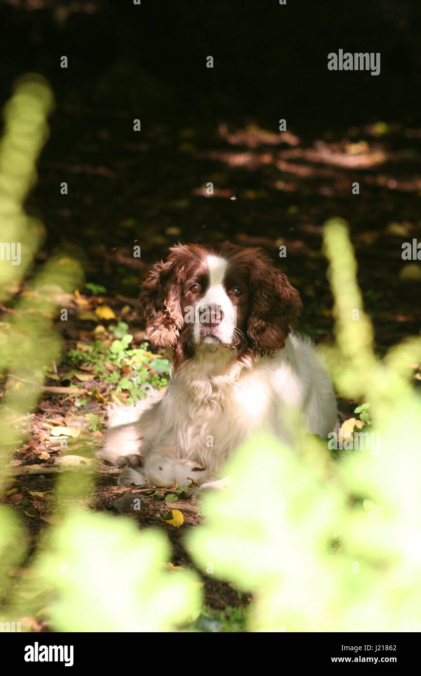 Brown & white English Springer Spaniel Foto Stock