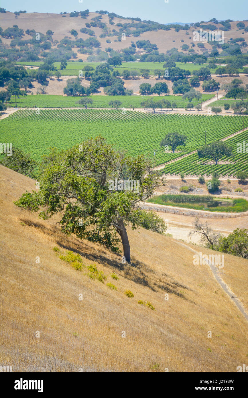 Una vista panoramica di un singolo Coastal Live Oak tree inclina verso la collina che si affaccia su un vigneto nella Santa Ynez Valley Wine Country, California Foto Stock