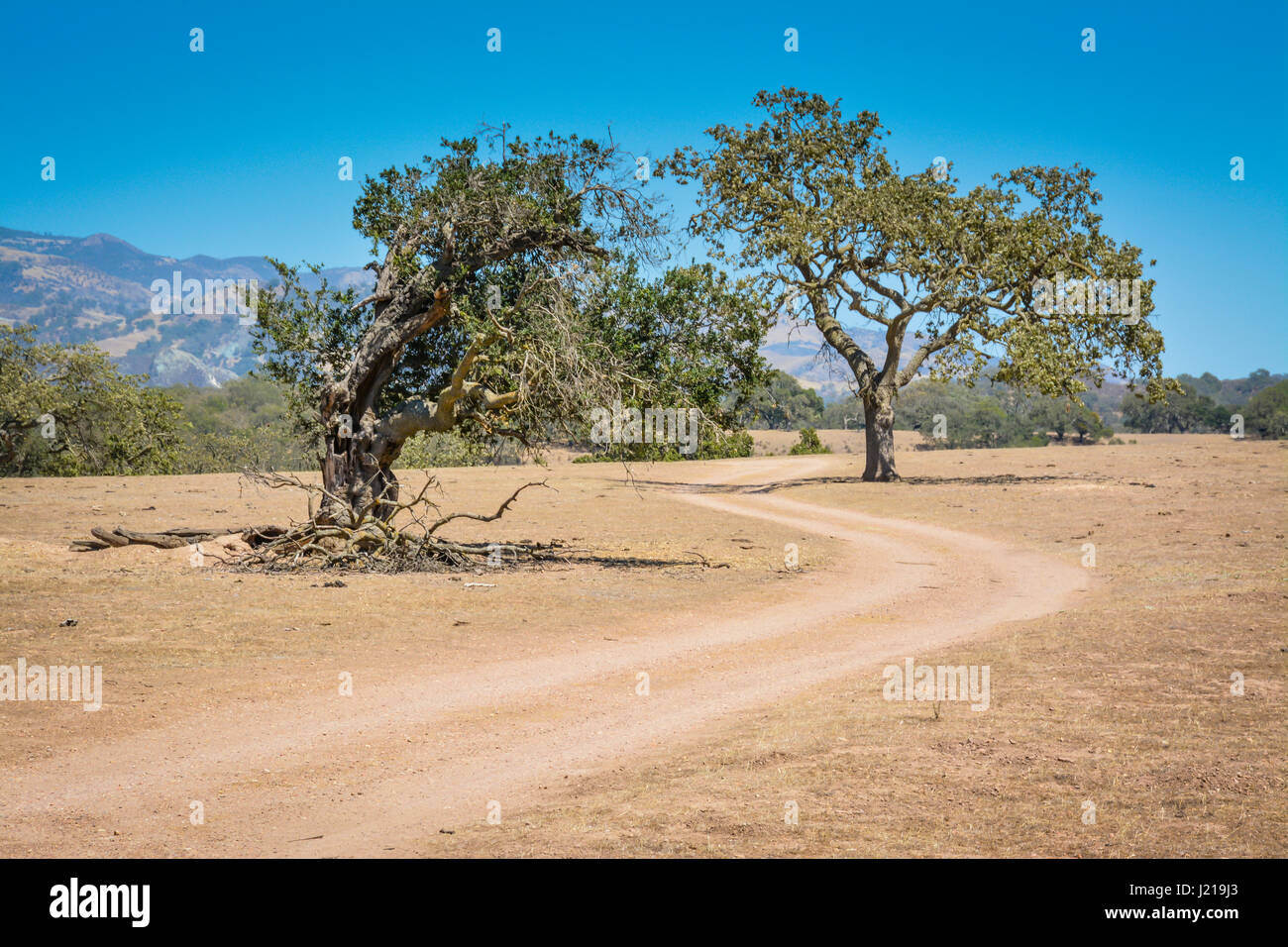 Coastal live oaks lotta nella Santa Ynez Valley durante la siccità in questo semi-aride del Paese del Vino di paesaggio in California del Sud Foto Stock