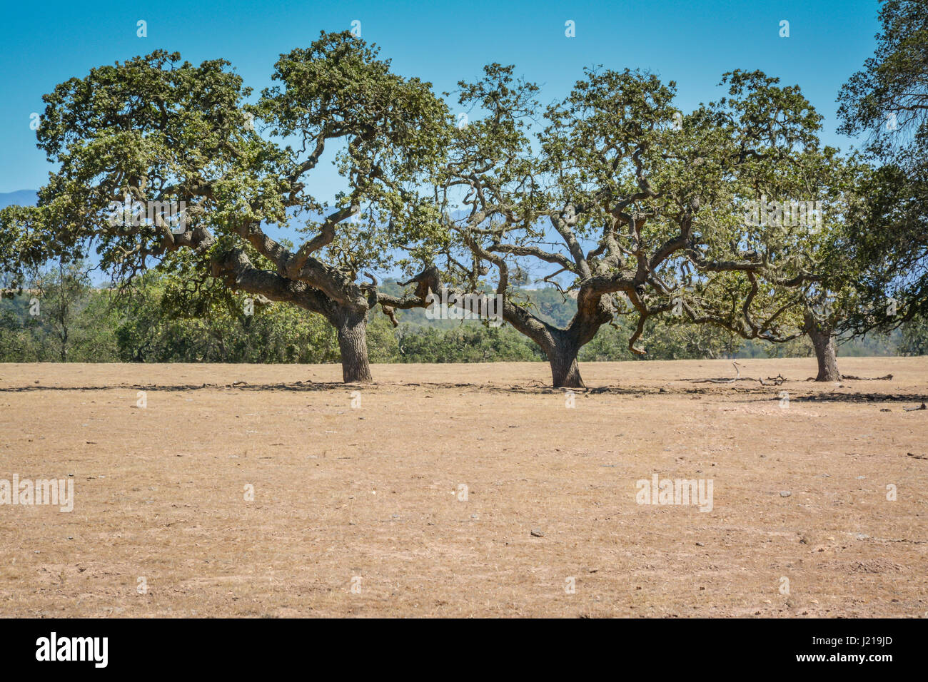 Tre zone costiere live oaks lotta nella Santa Ynez Valley durante la siccità in questo semi-aride del Paese del Vino di paesaggio in California del Sud Foto Stock