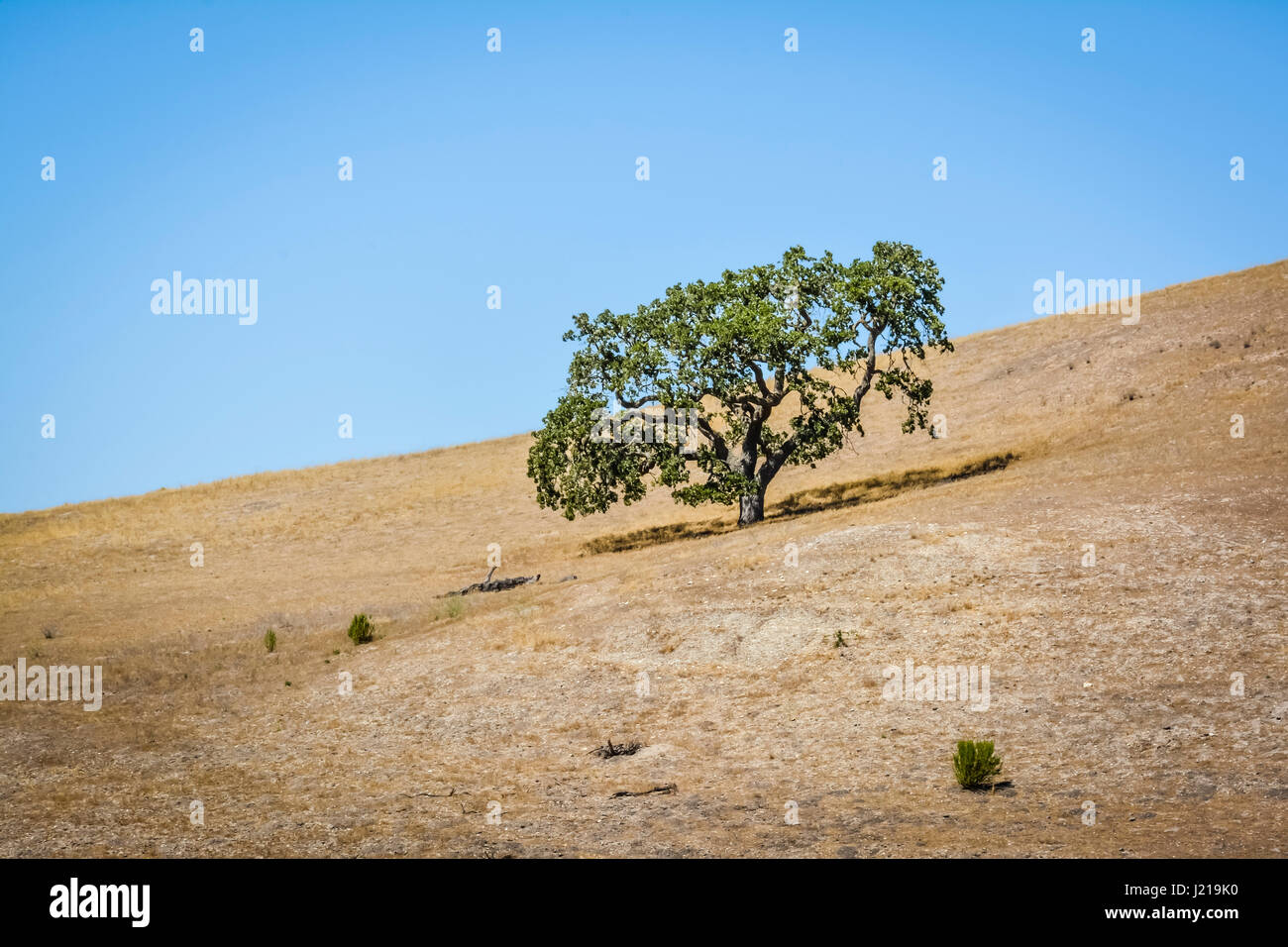 Un lone Coastal Live Oak tree lotte a causa della siccità su una collina in una zona semi-arido chaparral della Santa Ynez Valley Wine Country, la California del Sud Foto Stock