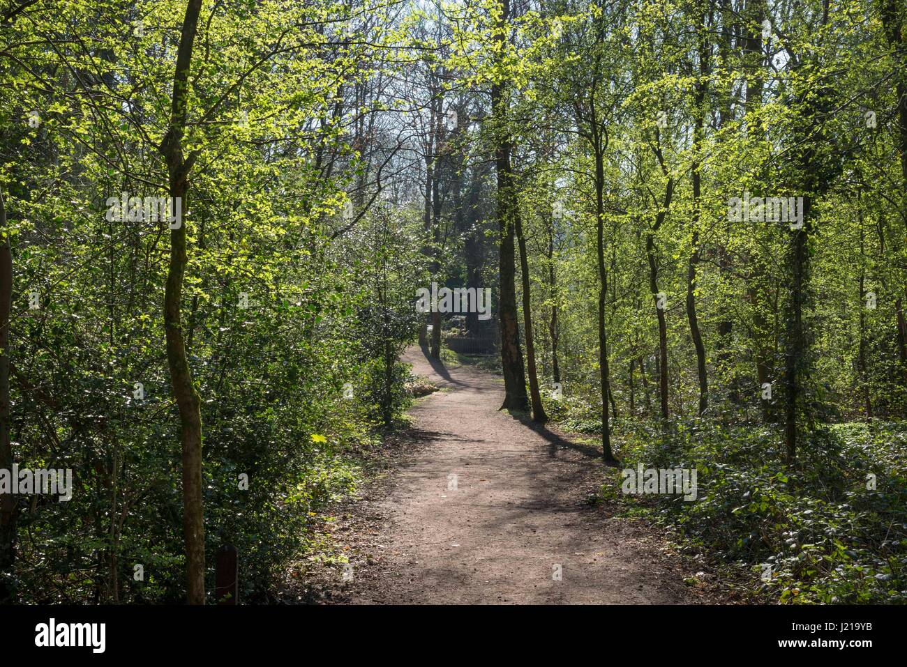 Bella passeggiata nel sole primaverile con Bright Green nuovi germogli sugli alberi. Foto Stock