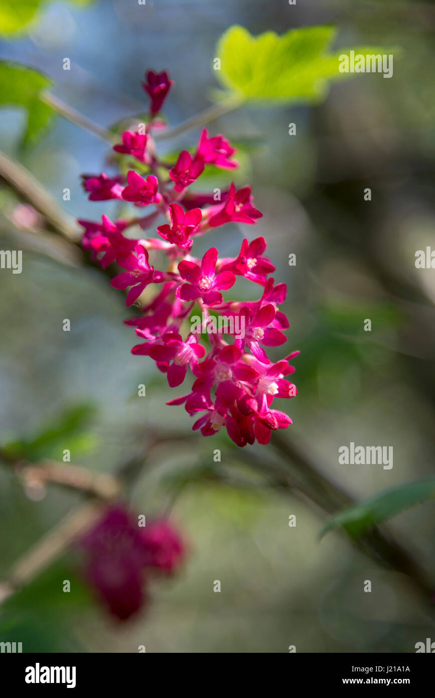 Close up di Ribes Sanguineum (ribes fiorite) con ricca fiori di colore rosso nel sole primaverile. Foto Stock