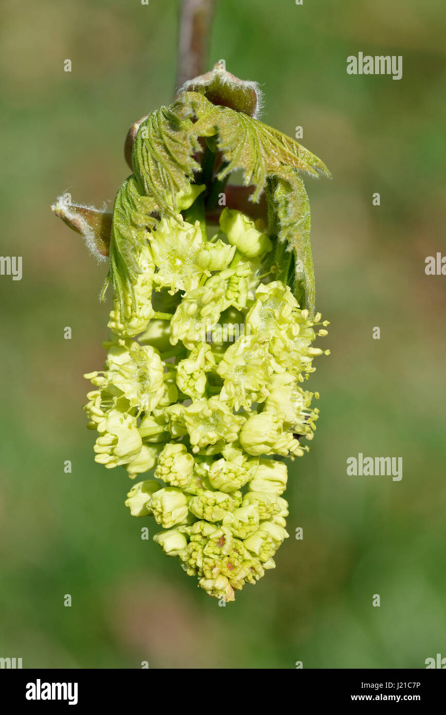 Oregon o Bigleaf acero - Acer macrophyllum Closeup di fiore dal Pasific Coast degli STATI UNITI D'AMERICA Foto Stock