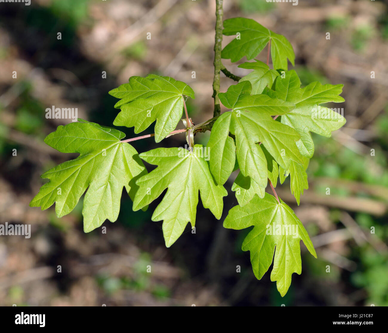Acero campestre - Acer campestre fresche foglie a molla Foto Stock