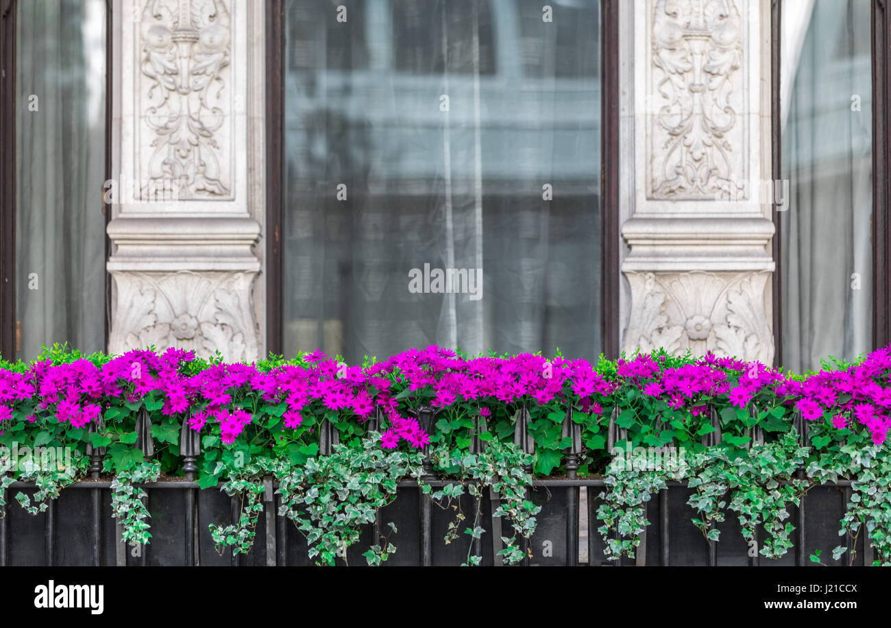 Scatole a finestra piena di fiori di magenta al di fuori di una finestra elaborati in London, London, England, Regno Unito Foto Stock