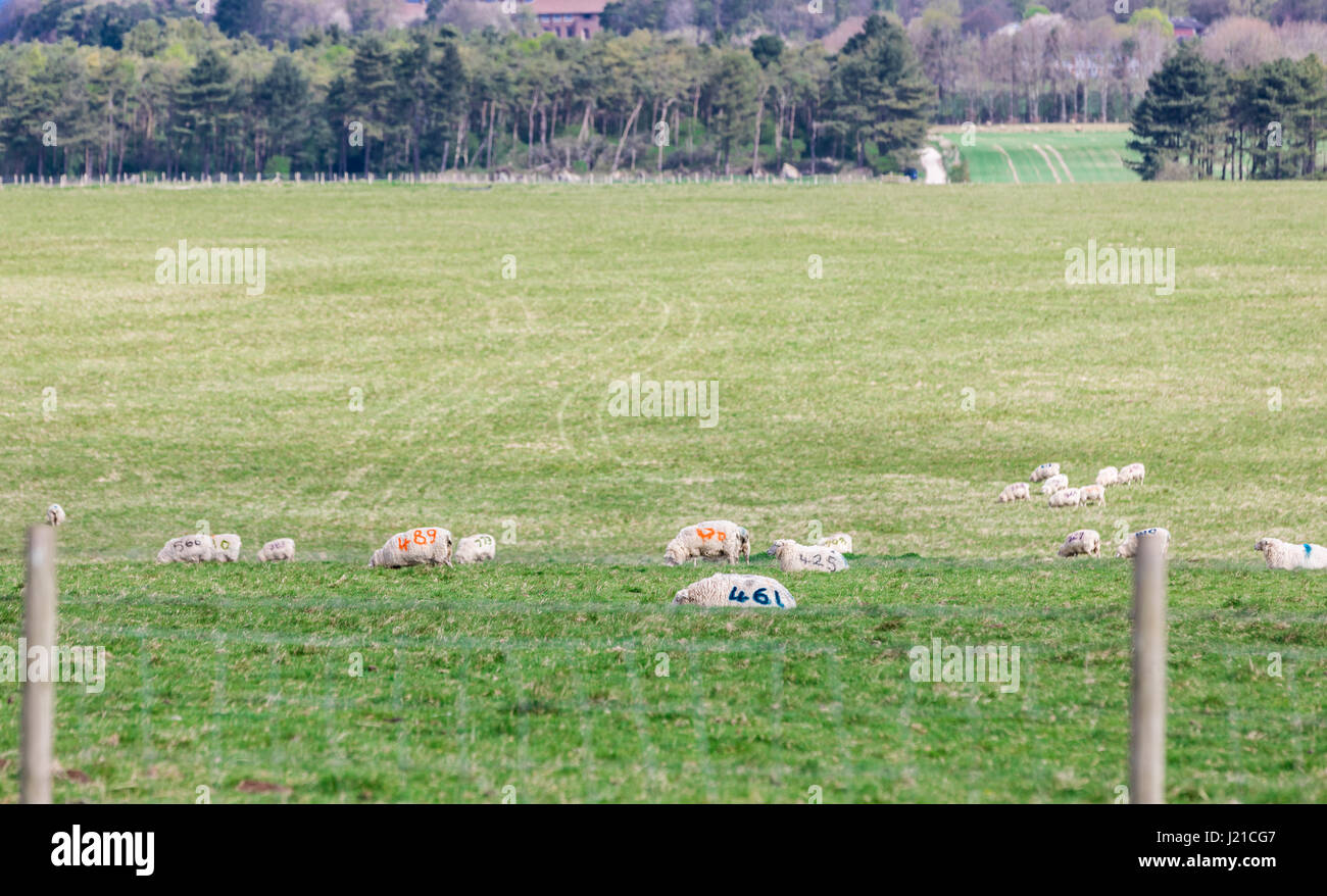 Un gruppo di pecore con i numeri dipinti su di loro seduto in un campo in Inghilterra, Regno Unito Foto Stock