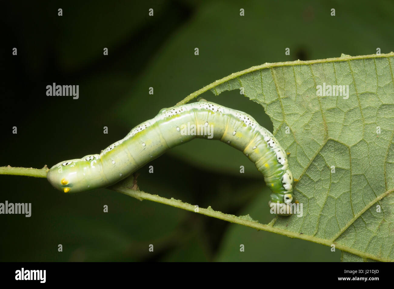 Moth caterpillar , Aarey colonia di latte , India. La falena bruchi sono alimentatori vorace che li rende uno dei più importanti parassiti dell'agricoltura. Foto Stock