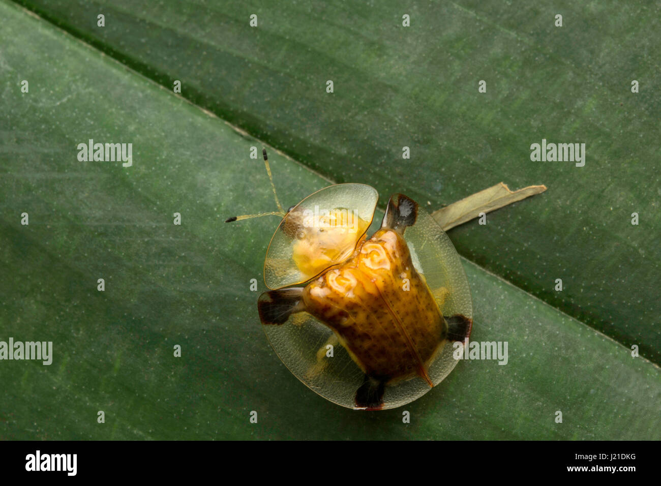 Tartaruga beetle, Aarey colonia di latte , India. Il golden-tartaruga Beetle è una foglia beetle appartenenti alla famiglia Chrysomelidae. Esso è comunemente Foto Stock
