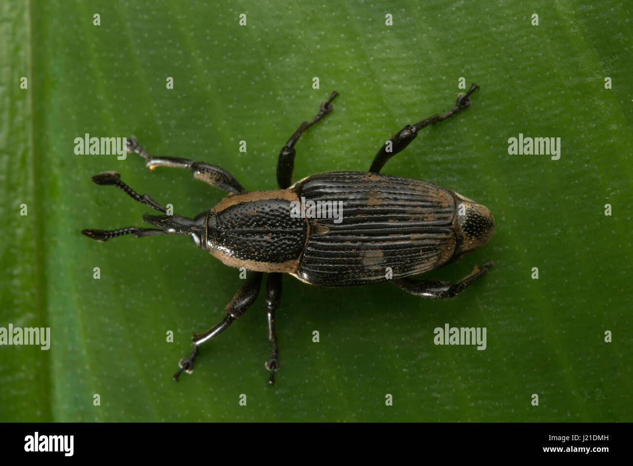 Beetle, curculione , Aarey colonia di latte , India. Il curculione è un tipo di scarabeo appartenenti alla superfamiglia Curculionoidea. Molte specie sono ben conoscere la casa Foto Stock