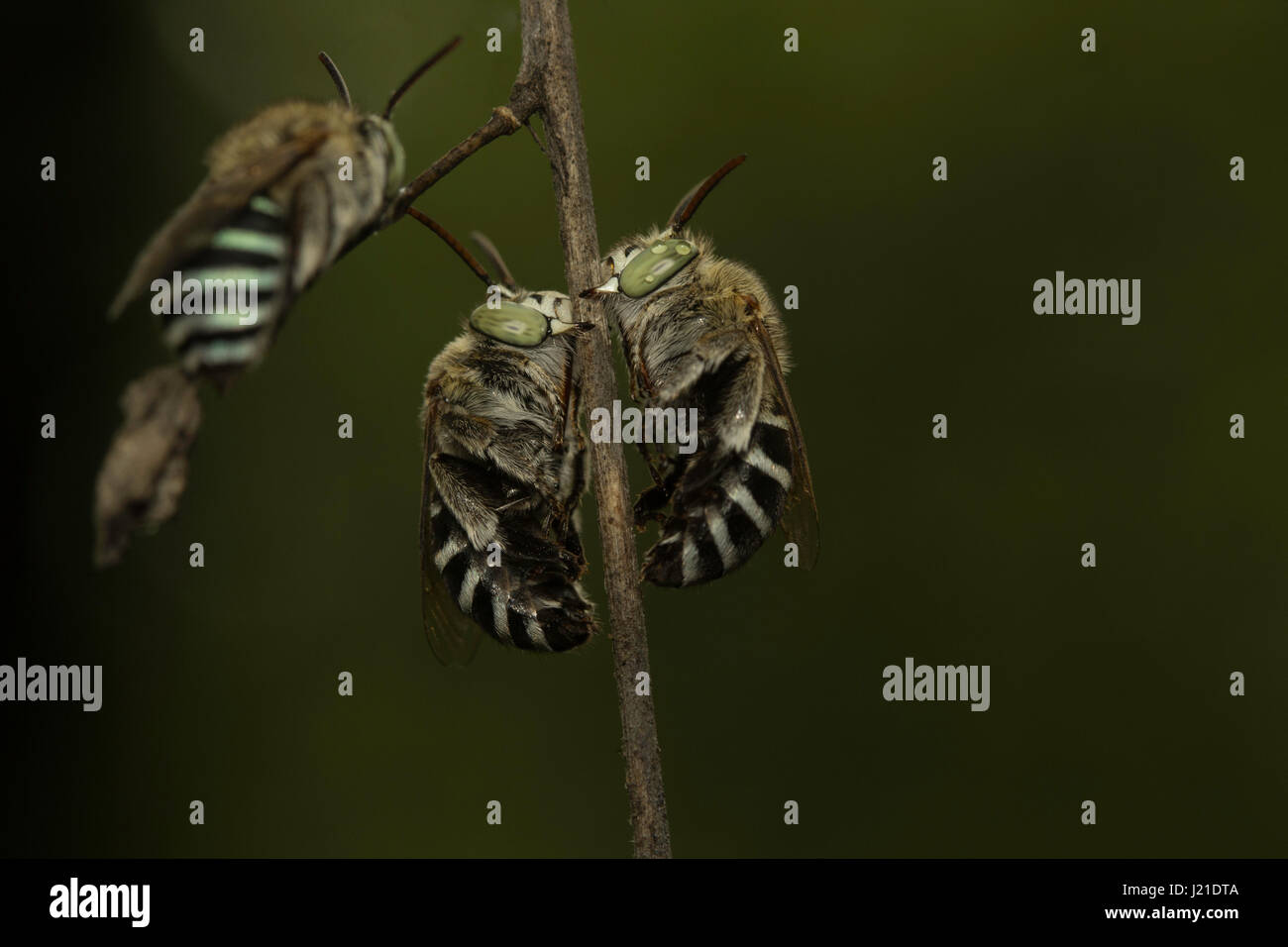 Api, Aarey colonia di latte , India. Foto Stock