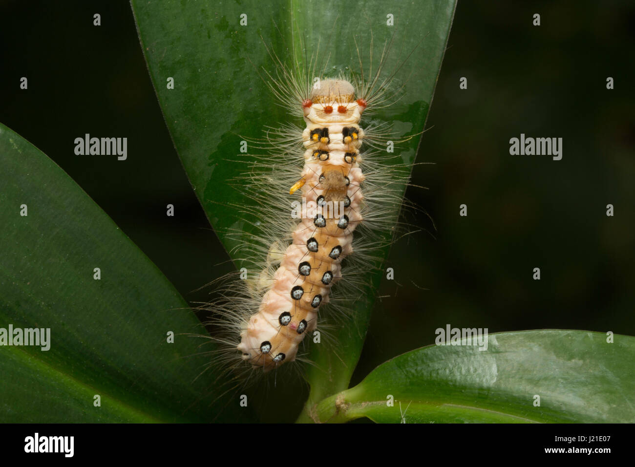 Moth caterpillar , Aarey colonia di latte , India. Presenza di capelli lunghi-come ,setole spinoso chiamato 'setae' è una delle strategie di difesa si vede in famil Foto Stock