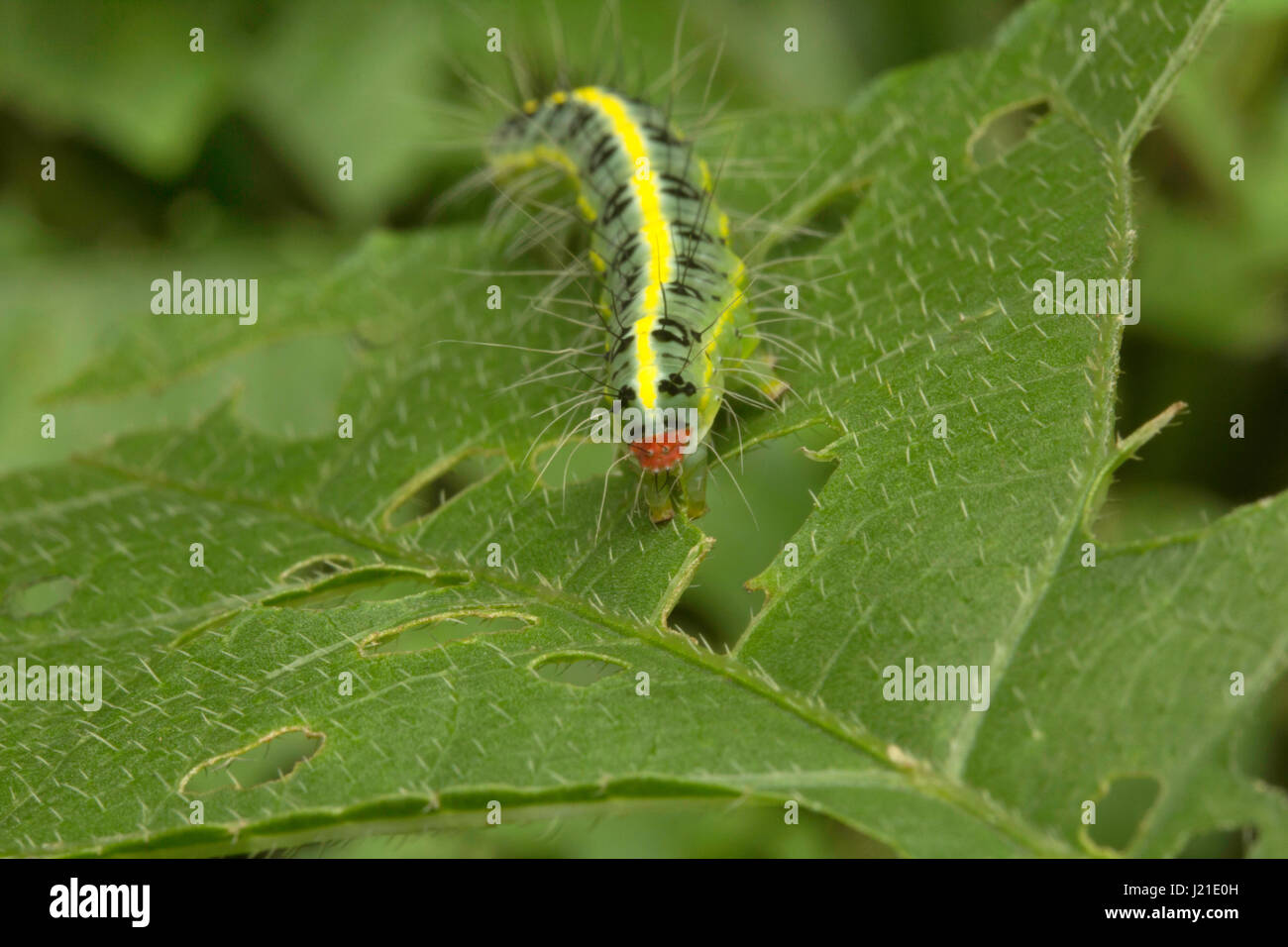 Moth caterpillar , Aarey colonia di latte , India. Presenza di capelli lunghi-come ,setole spinoso chiamato 'setae' è una delle strategie di difesa si vede in famil Foto Stock