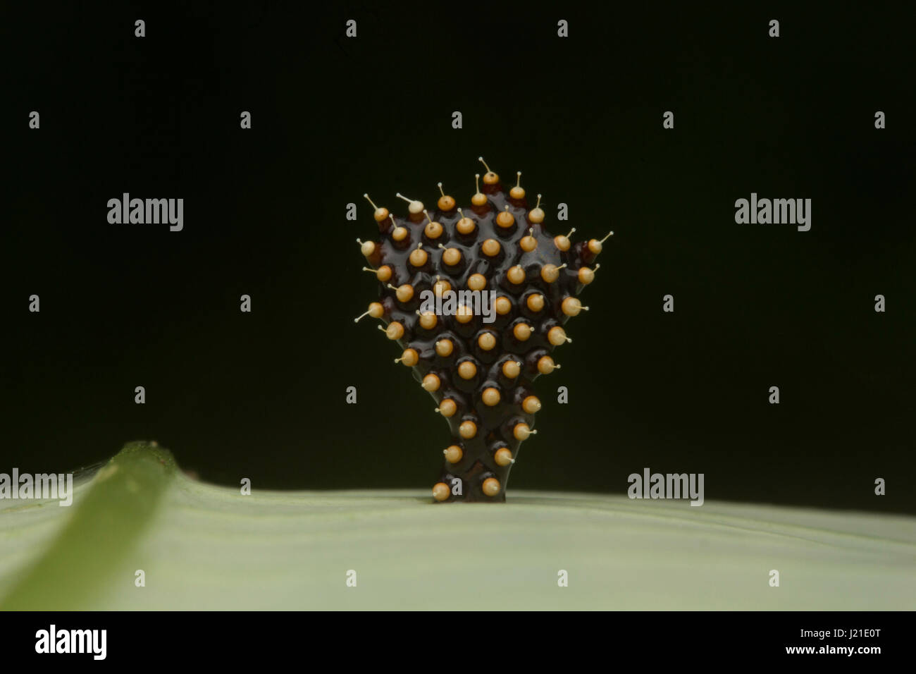 Assassin bug uova, latte Aarey Colony , India. Assassin bug sono insetti predatori di famiglia Reduviidae. Essi depongono le uova durante i mesi più caldi tra OC Foto Stock