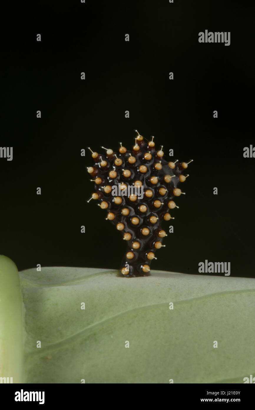 Assassin bug uova, latte Aarey Colony , India. Assassin bug sono insetti predatori di famiglia Reduviidae. Essi depongono le uova durante i mesi più caldi tra OC Foto Stock