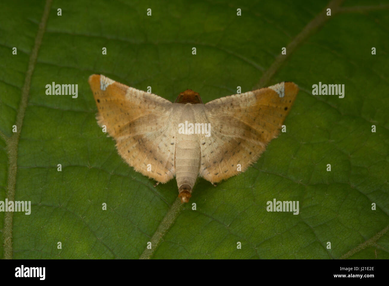 La tignola , Aarey colonia di latte , India. Le tarme sono tra i più studiati lepidopterans nel mondo. Che variano da pochi millimetri t Foto Stock