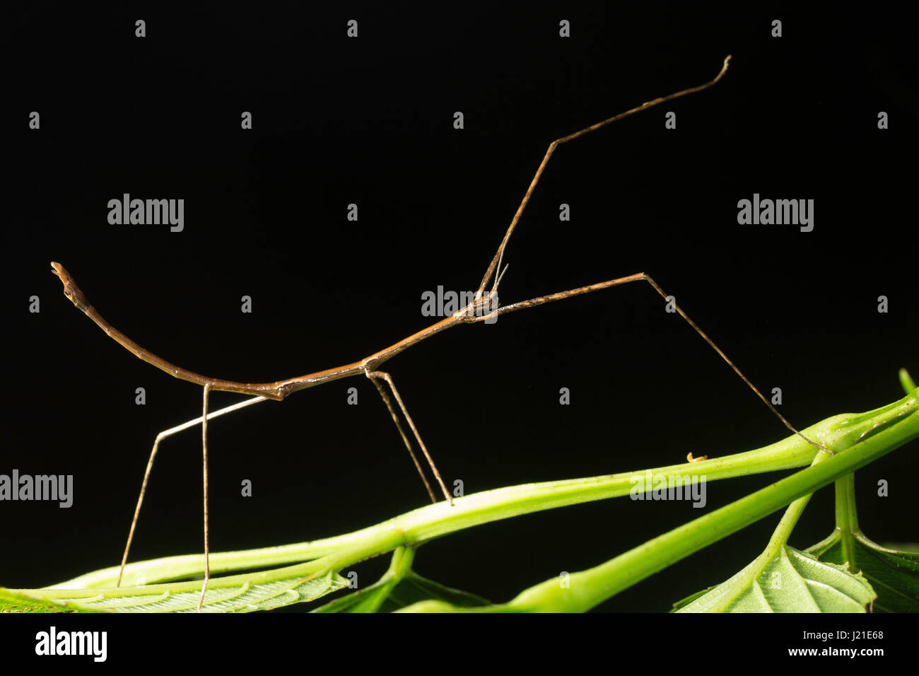 Stick Insect, Phobaeticus serratipes, Aarey Milk Colony, INDIA. Foto Stock