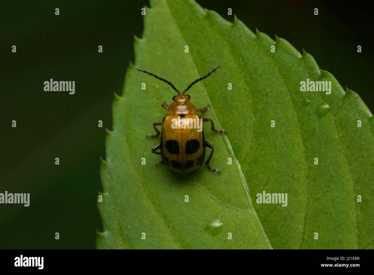 Beetle, Aarey colonia di latte , India. Foto Stock