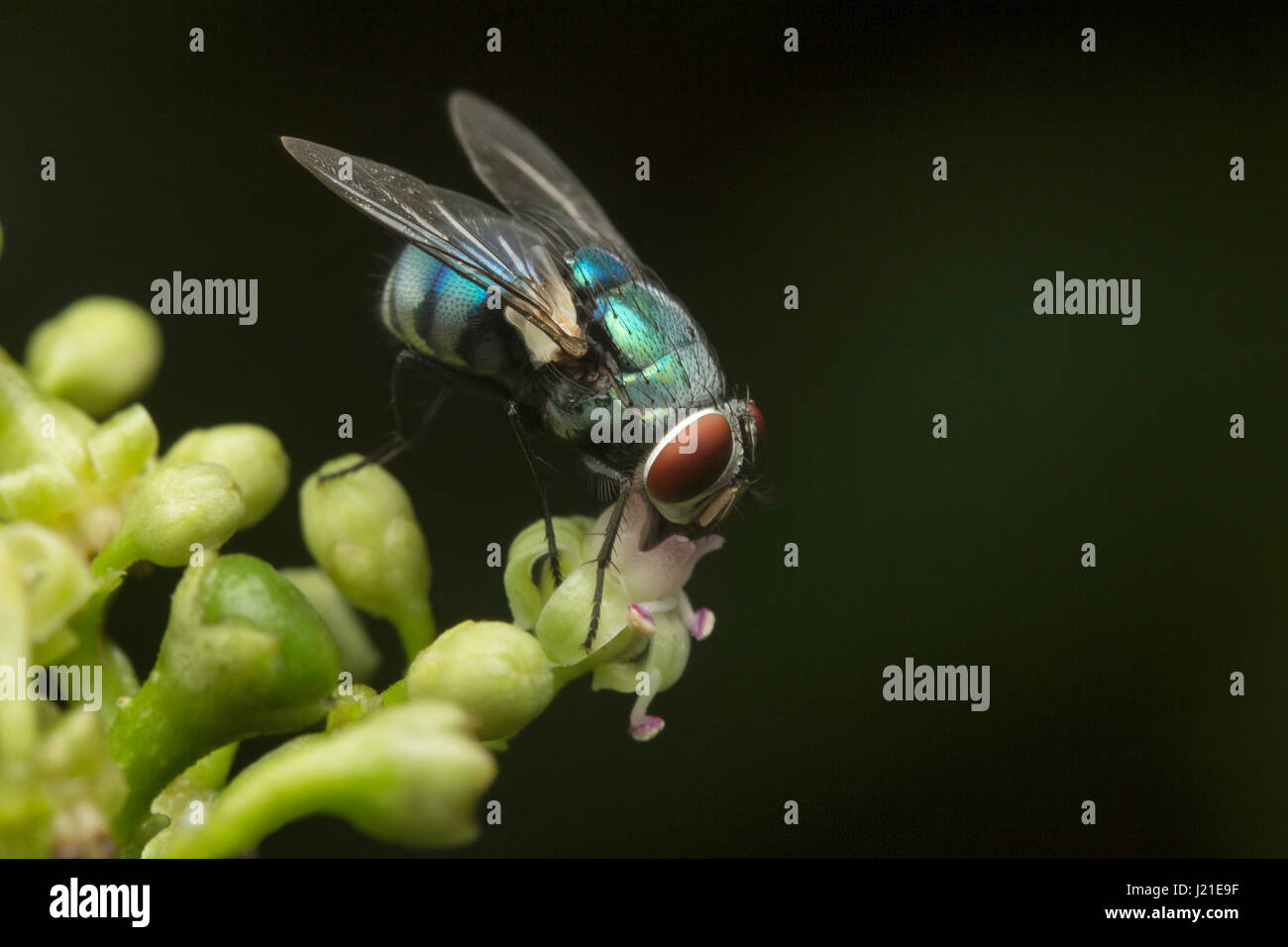 Fly , Unidentified , Aarey colonia di latte , India. Mosche appartengono al loro ordine Ditteri di insetti. Il nome Diptera deriva dal colore verde parole 'dio' significato Foto Stock