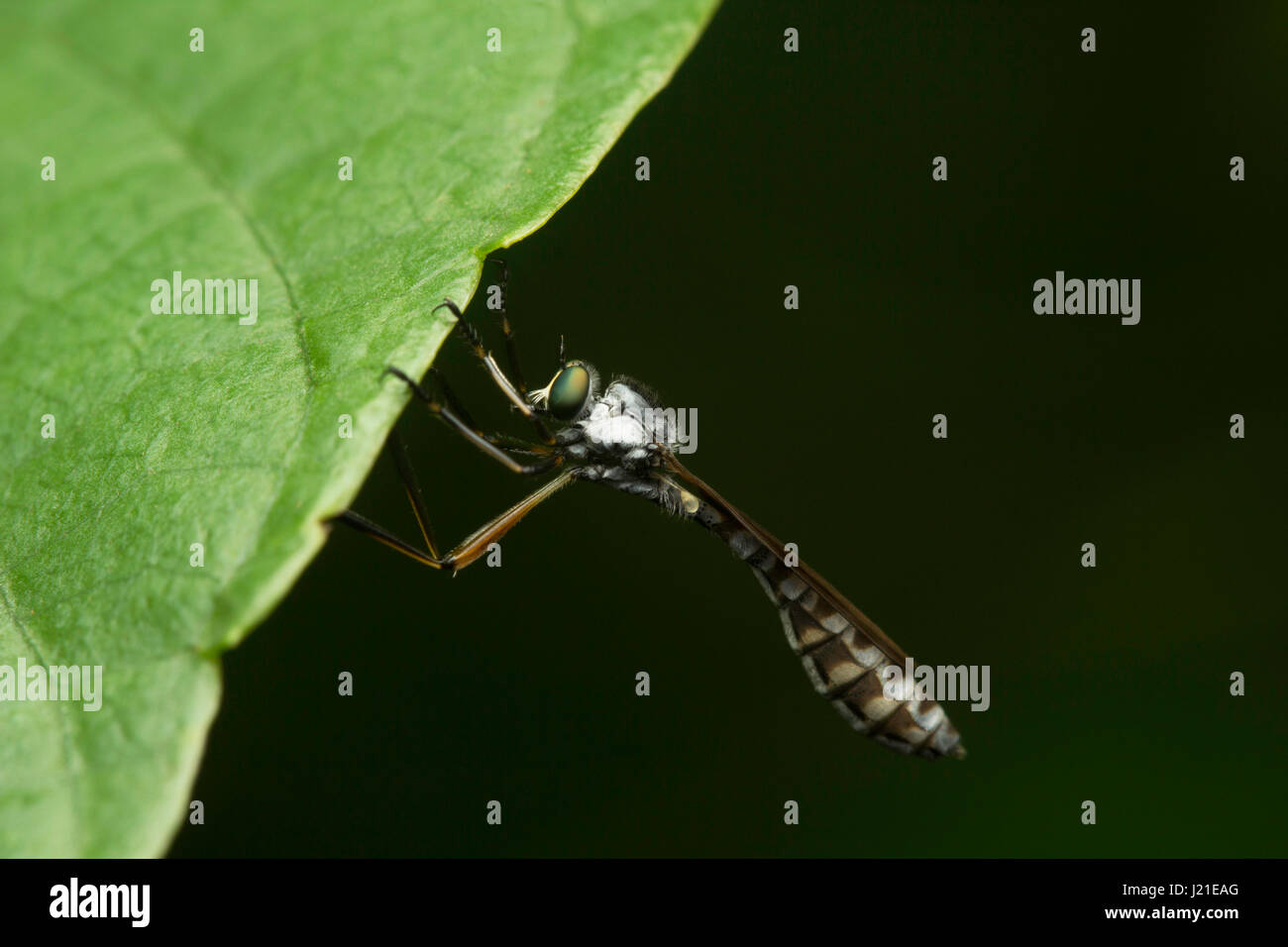 Robber fly, Aarey colonia di latte , India. Il rapinatore fly famiglia, anche chiamato assassin mosche. Essi sono potentemente costruito, ispido vola con un breve, stout Foto Stock