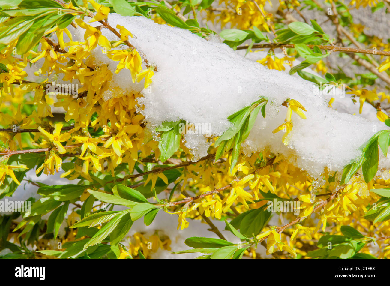 Fioritura di forsitia confine dopo la nevicata, arbusto del paesaggio Foto Stock