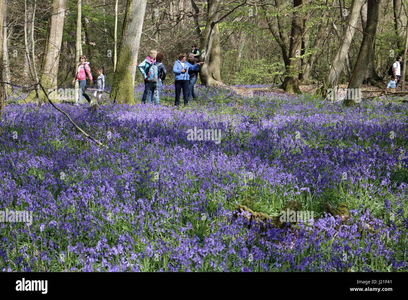 Effingham Surrey, Regno Unito. 23 apr, 2017. Il bluebells sono al loro picco a vecchio Simm Copse vicino Effingham Surrey, creando un bellissimo tappeto fragrante di blu tra gli alberi. Questa è una zona di antichi boschi di faggio principalmente e nastro di betulle dove la tradizionale inglese bluebells prosperare. Credito: Julia Gavin UK/Alamy Live News Foto Stock