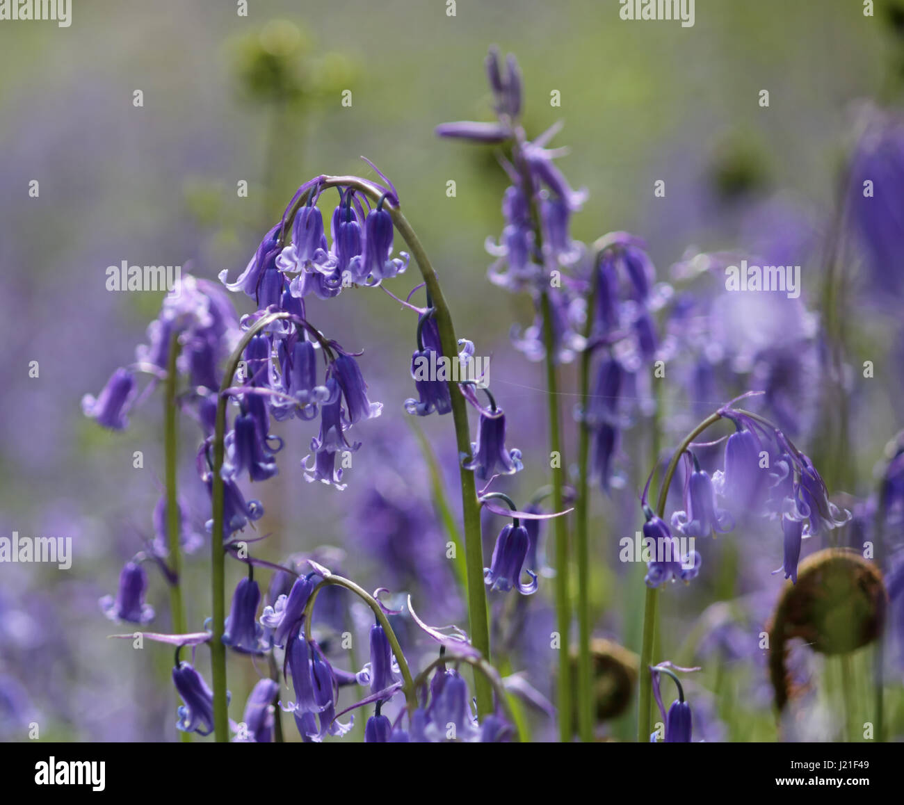 Effingham Surrey, Regno Unito. 23 apr, 2017. Il bluebells sono al loro picco a vecchio Simm Copse vicino Effingham Surrey, creando un bellissimo tappeto fragrante di blu tra gli alberi. Questa è una zona di antichi boschi di faggio principalmente e nastro di betulle dove la tradizionale inglese bluebells prosperare. Credito: Julia Gavin UK/Alamy Live News Foto Stock