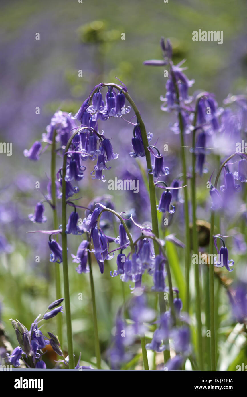 Effingham Surrey, Regno Unito. 23 apr, 2017. Il bluebells sono al loro picco a vecchio Simm Copse vicino Effingham Surrey, creando un bellissimo tappeto fragrante di blu tra gli alberi. Questa è una zona di antichi boschi di faggio principalmente e nastro di betulle dove la tradizionale inglese bluebells prosperare. Credito: Julia Gavin UK/Alamy Live News Foto Stock