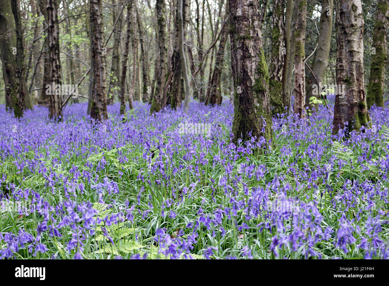 Effingham Surrey, Regno Unito. 23 apr, 2017. Il bluebells sono al loro picco a vecchio Simm Copse vicino Effingham Surrey, creando un bellissimo tappeto fragrante di blu tra gli alberi. Questa è una zona di antichi boschi di faggio principalmente e nastro di betulle dove la tradizionale inglese bluebells prosperare. Credito: Julia Gavin UK/Alamy Live News Foto Stock