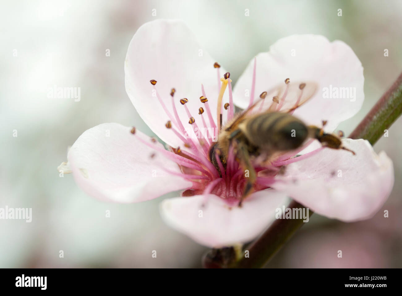 Un'ape raccoglie il polline di un rosa pesca fiore con uno sfondo sfocato Foto Stock