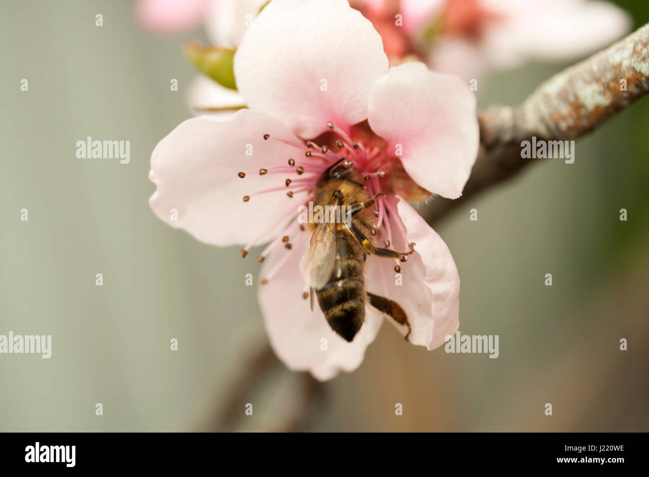 Un'ape raccoglie il polline di un rosa pesca fiore con uno sfondo sfocato Foto Stock