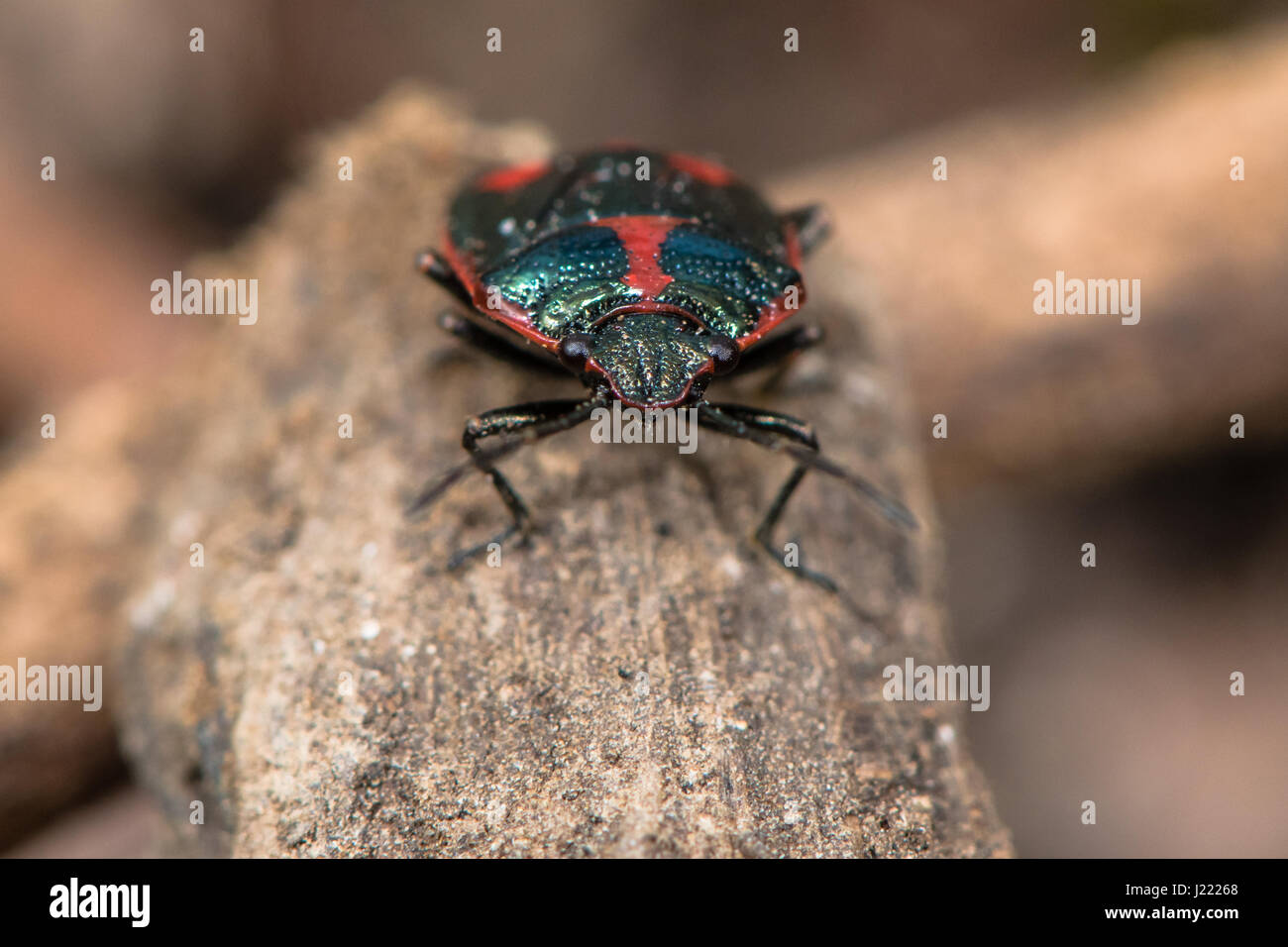 Brassica shieldbug (Eurydema oleracea). Red forma di bug in famiglia Pentatomidae, aka bug di cavolo, visto sulla testa Foto Stock