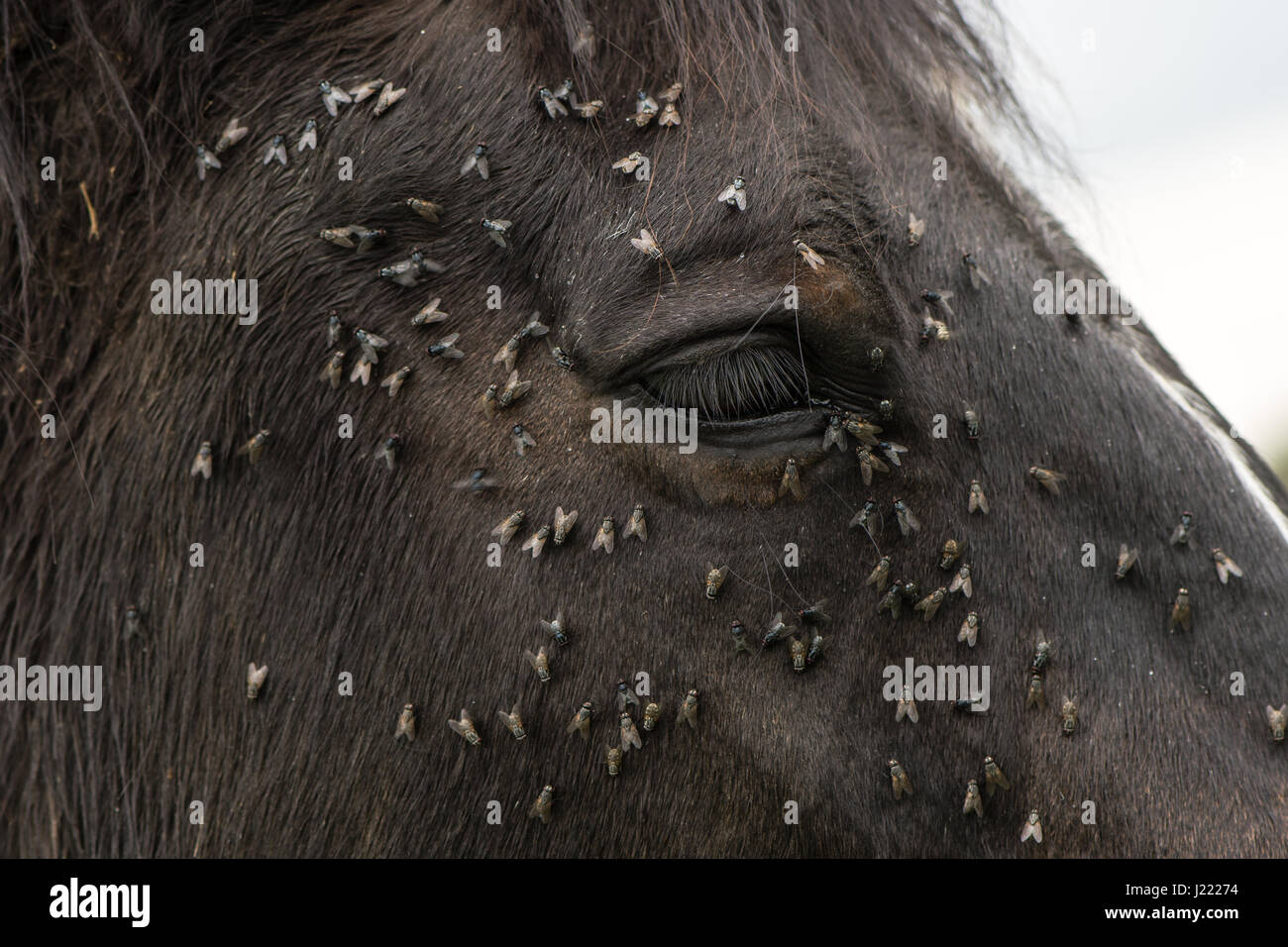 A cavallo con un sacco di mosche sul viso e occhi. Cavallo marrone sofferenza sciame di insetti sulla faccia e bere da condotti lacrimali Foto Stock