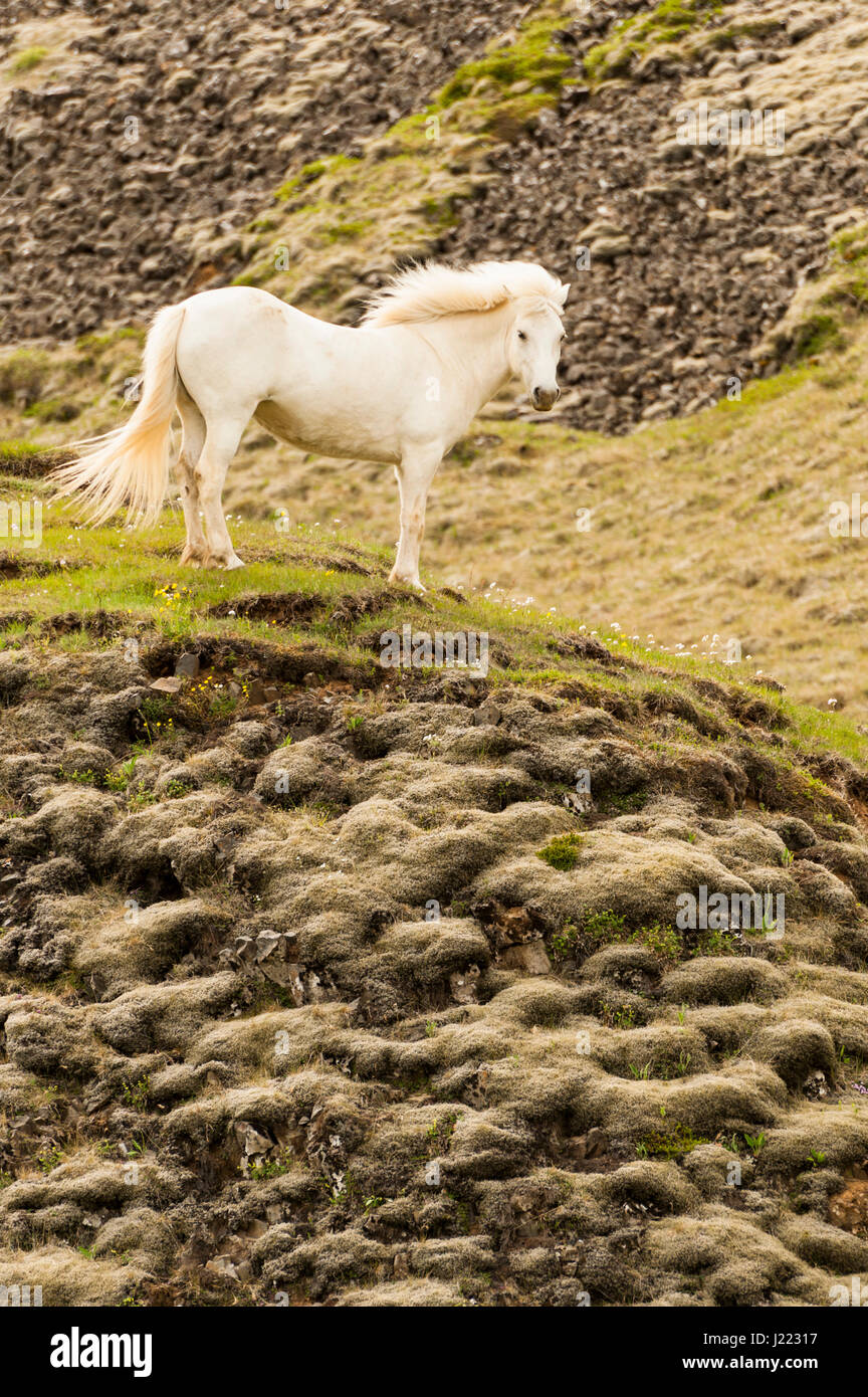 Un bianco cavallo islandese orgogliosamente in piedi su un tumulo di lava, spazio aperto, guardando la telecamera, ritratto, libertà, fierezza, Islanda. Foto Stock