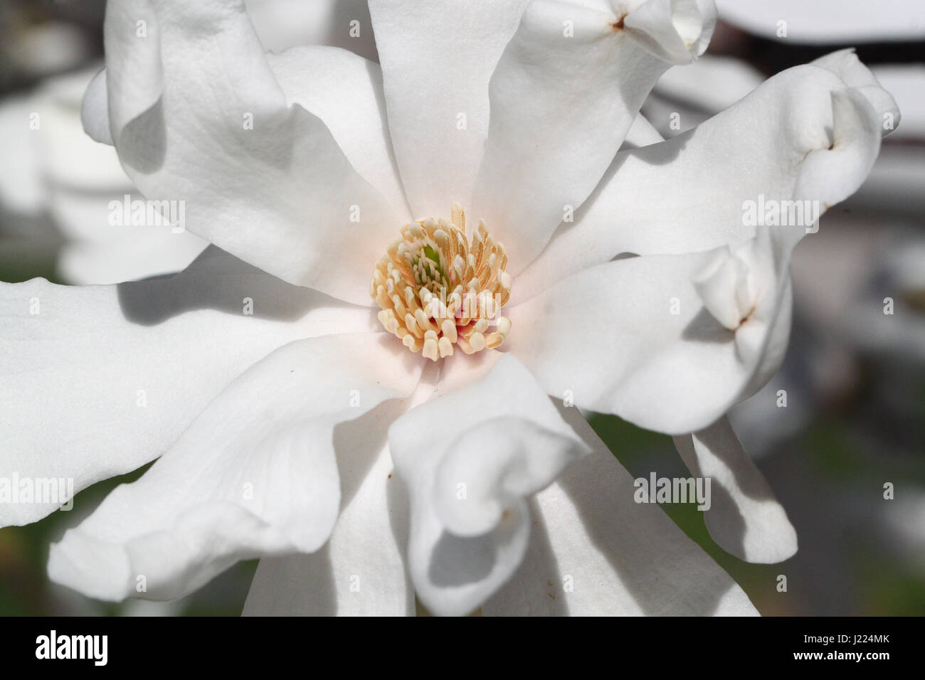 Fiore. Splendide white star magnolia fiore in primo piano mostra petali cartaceo o tepals su un luminoso giorno di primavera a Toronto, Ontario Canada Foto Stock