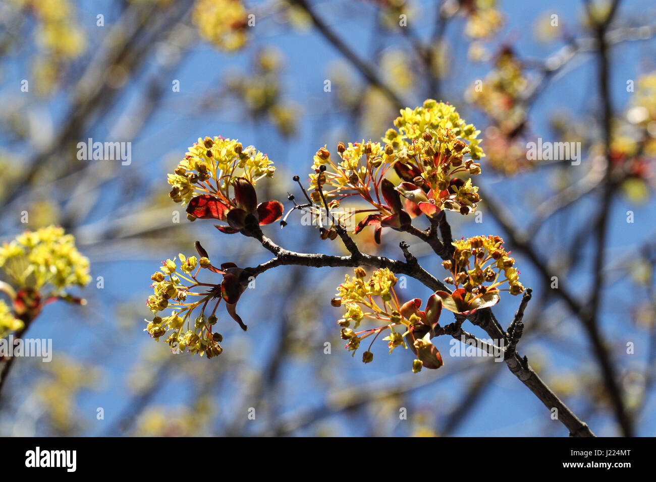 Finalmente è arrivata la primavera. alberi di acero che esplode nel fiore su una luminosa e calda giornata di primavera. boccioli e fiori e rami contro i rami di colore grigio e blu del cielo. Foto Stock