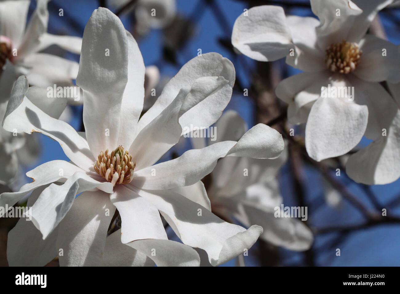 Primi barlumi di primavera in aprile. un'eruzione di un bianco brillante fiori su una stella Magnolia bush. Fiori si stagliano contro il cielo azzurro e rami. Foto Stock