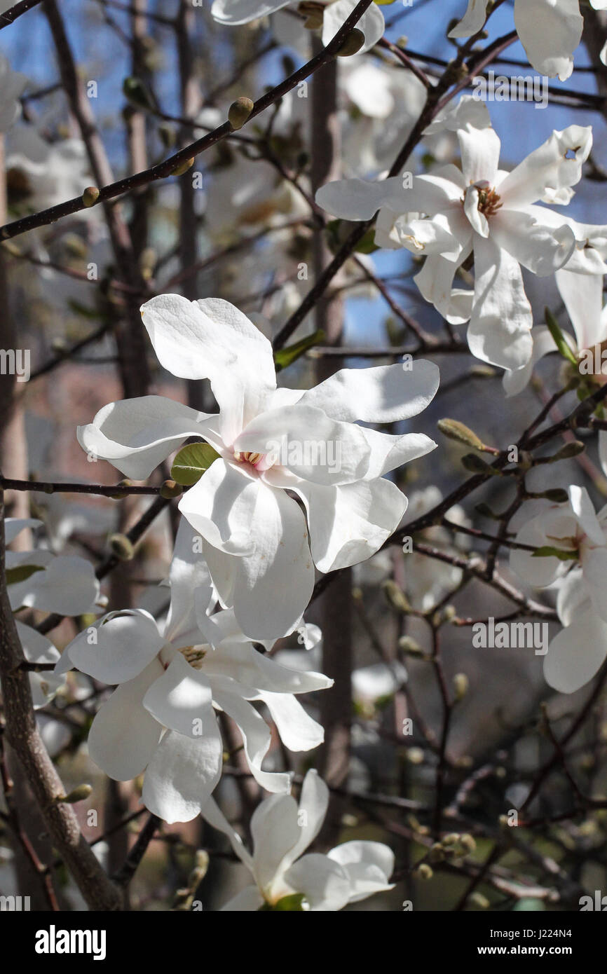 Inizio della primavera in una città giardino. un'eruzione di un bianco brillante fiori su una stella Magnolia bush. cielo blu, rami e gli edifici in background. Foto Stock