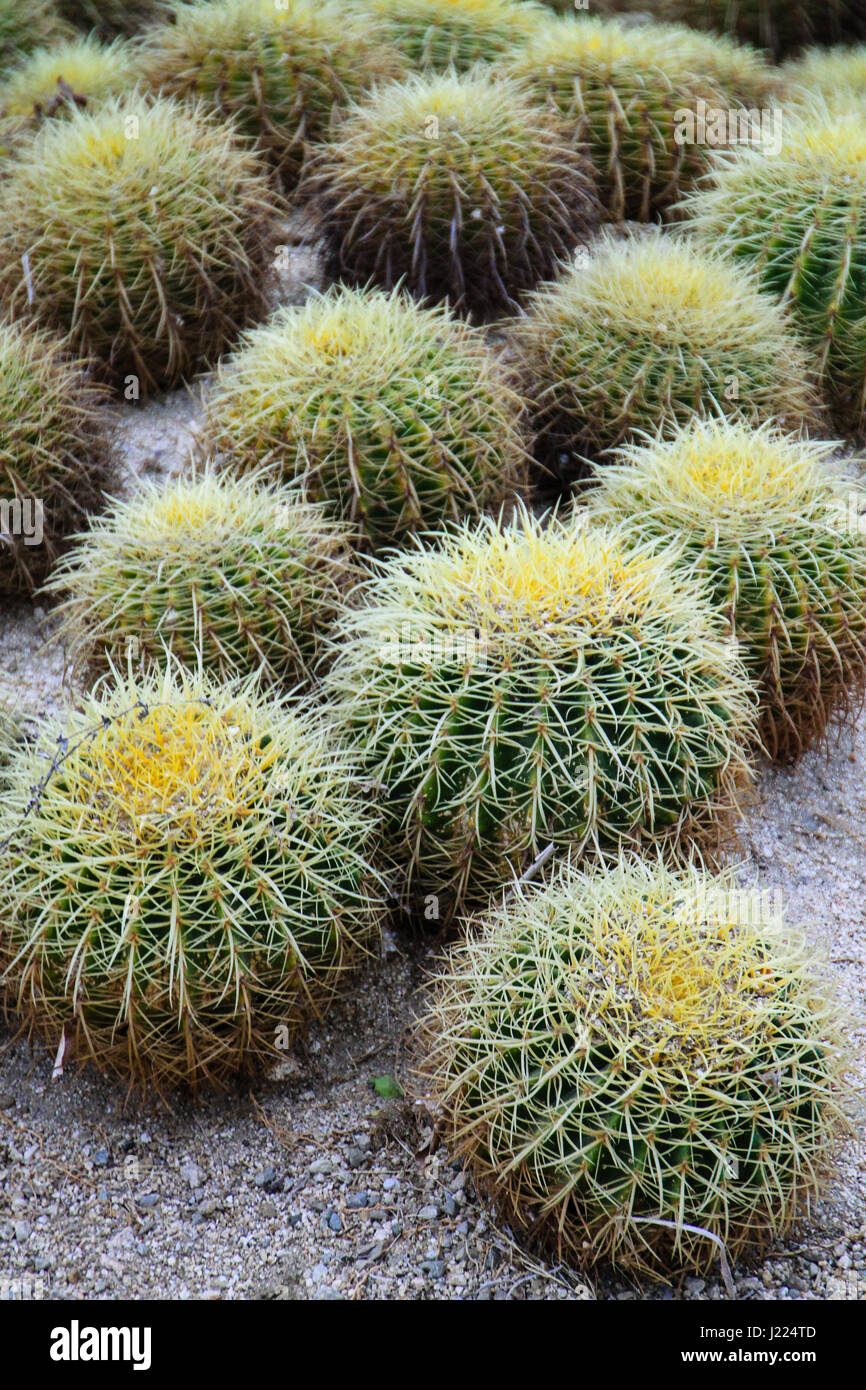 Un cavalletto di Golden Barrel Cactus, endemica in Messico e in zone desertiche in noi. Queste sono state più humorously chiamata madre-in-legge cuscini. Foto Stock
