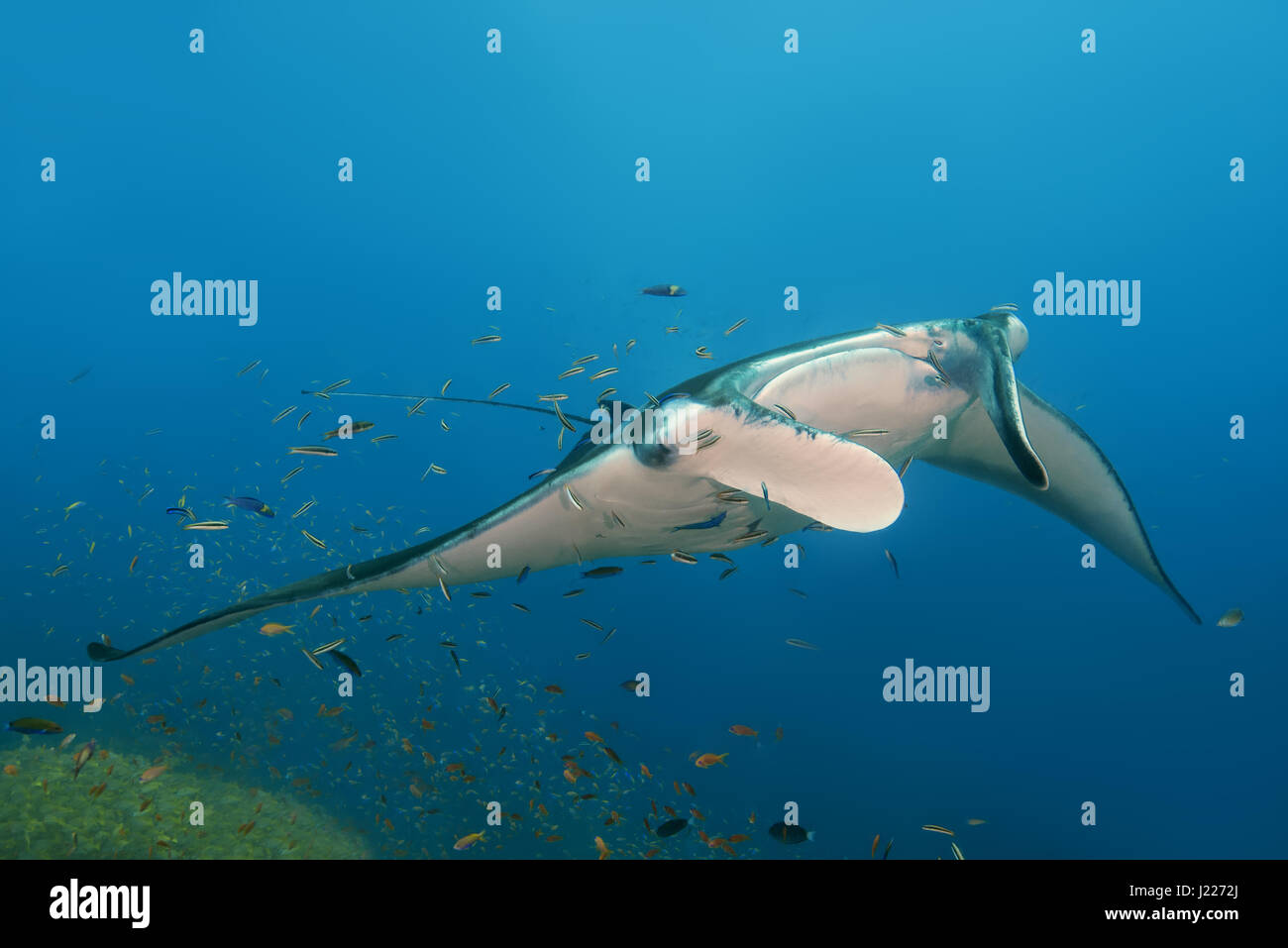 Reef Manta Ray (Mobula alfredi, Alfred manta) nuota nelle acque blu, Oceano Indiano, Maldive Foto Stock