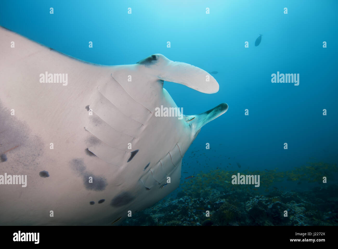 Ritratto di Reef Manta Ray (Mobula alfredi, Alfred manta) nuota nelle acque blu, Oceano Indiano, Maldive Foto Stock