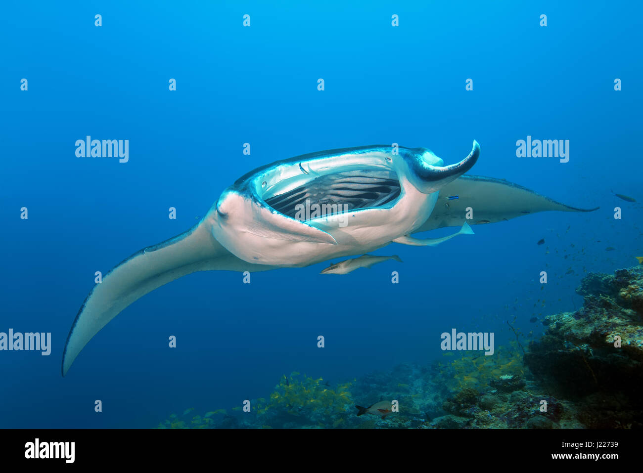 Reef Manta Ray (Mobula alfredi, Alfred manta) nuota nelle acque blu, Oceano Indiano, Maldive Foto Stock