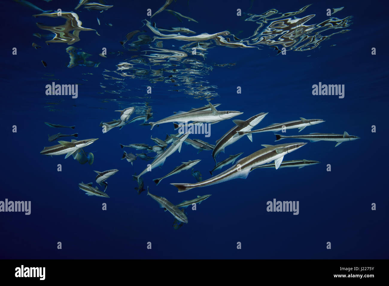 Scuola di pesce remora (Echeneis naucrates) mangiare sotto la superficie dell'acqua, Oceano Indiano, Maldive Foto Stock